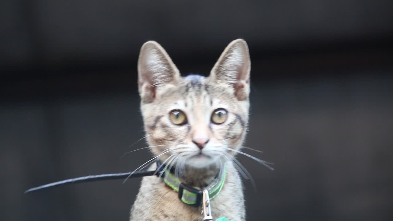 toma en cámara lenta de un lindo gatito gris muy curioso al ver algo hasta que mira a la cámara y se esconde lentamente