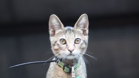 Toma-En-Cámara-Lenta-De-Un-Lindo-Gatito-Gris-Muy-Curioso-Al-Ver-Algo-Hasta-Que-Mira-A-La-Cámara-Y-Se-Esconde-Lentamente