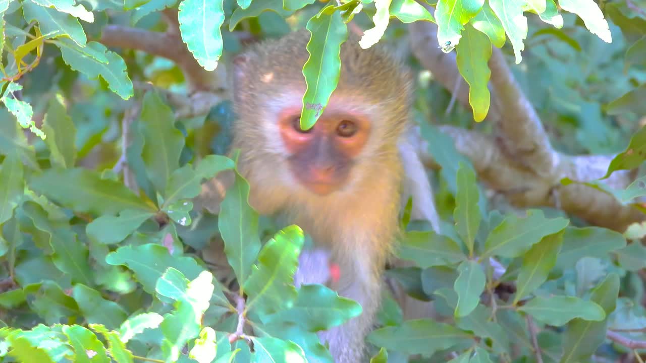 크루거 국립공원 (kruger national park) 에서 덤불에 앉아 베리를 먹는 아기 베르베트 원이를 확대합니다.