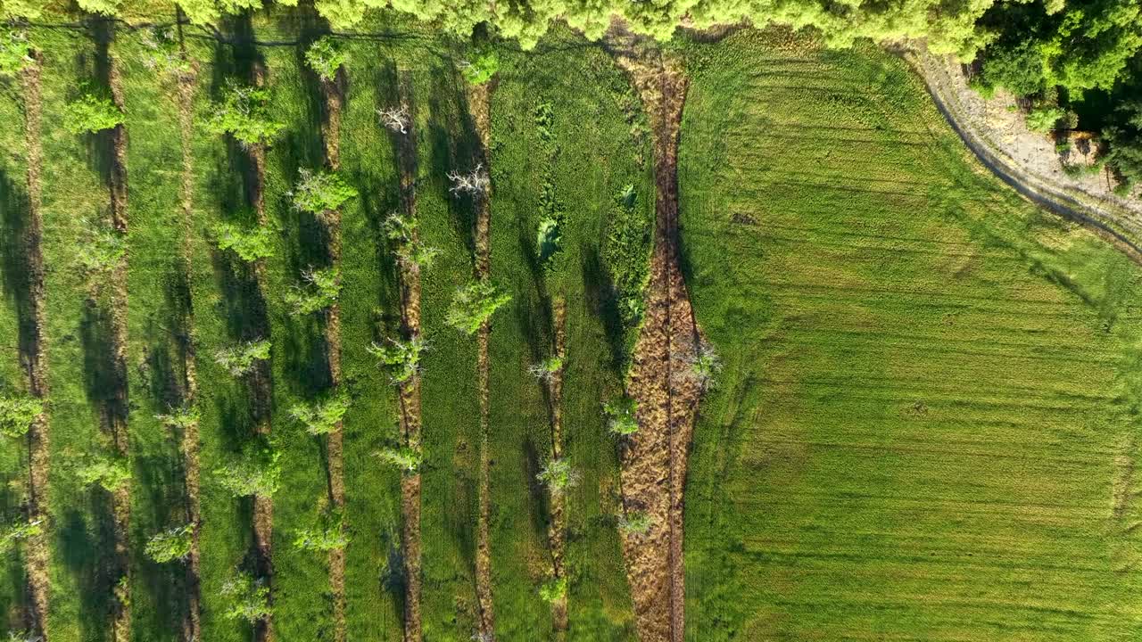 Agricultural Farm Land Planted With Trees And Crops In The Ojai And Fillmore Region, California, Aerial View