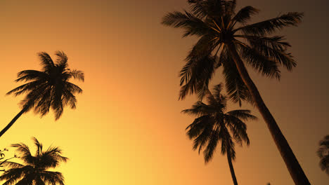 palmera de coco con hermoso cielo y espacio de copia