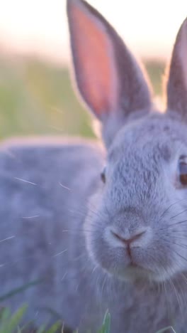 close-up of a gray rabbit in a grassy field