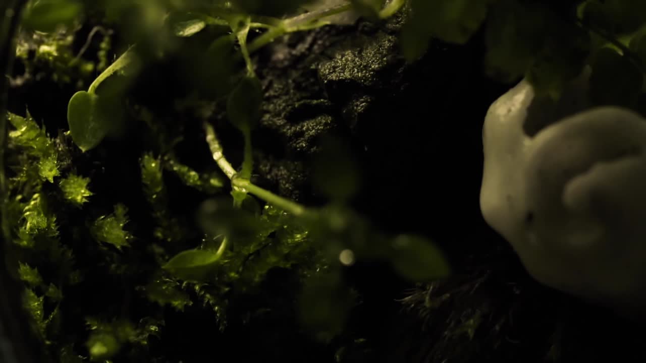 bosque natural antiguo, árboles de musgo, vista macro de primer plano