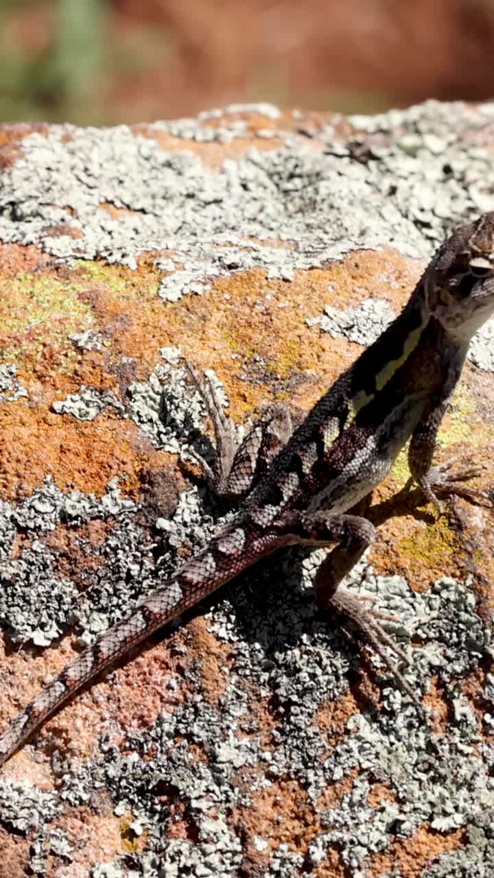 도마은 바위 위에 을 는 동안 약간 움직입니다.