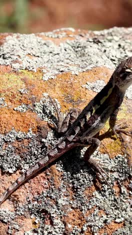 un lagarto se mueve ligeramente mientras toma el sol en una roca.