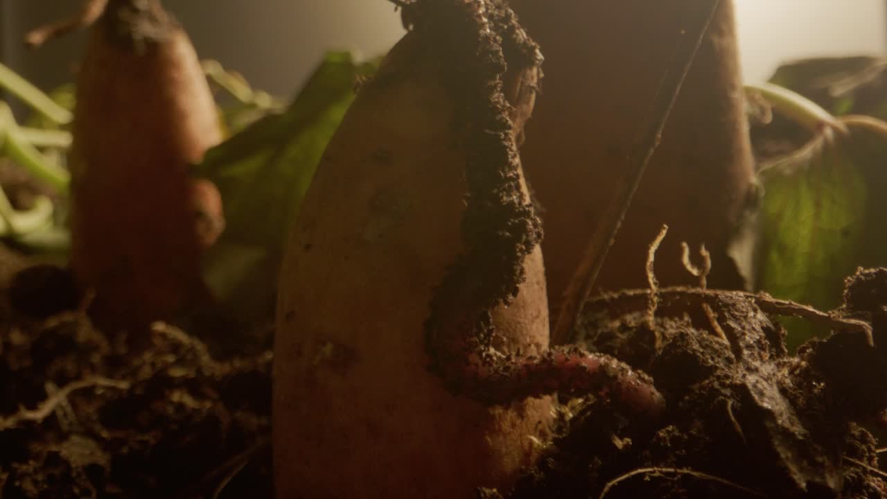 Worm crawling on freshly unearthed potatoes with soil, close-up in natural sunlight