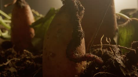 Worm-crawling-on-freshly-unearthed-potatoes-with-soil,-close-up-in-natural-sunlight