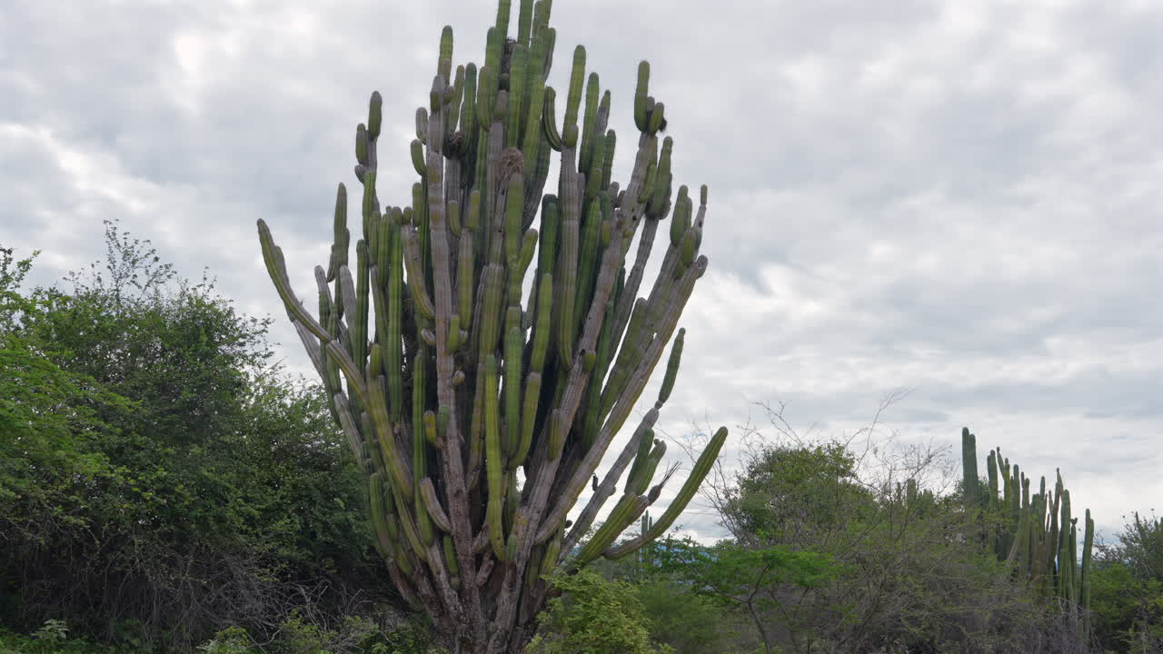 Expansive desert scene with towering cactus under a cloud-dappled sky in Tatacoa, Huila. Natural ambiance, soft lighting, and serene mood evoke a sense of tranquility.