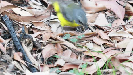 Petirrojo-Amarillo-Oriental-Atacando-A-Un-Gran-Ciempiés-En-La-Hojarasca-Del-Bosque-En-Cámara-Lenta