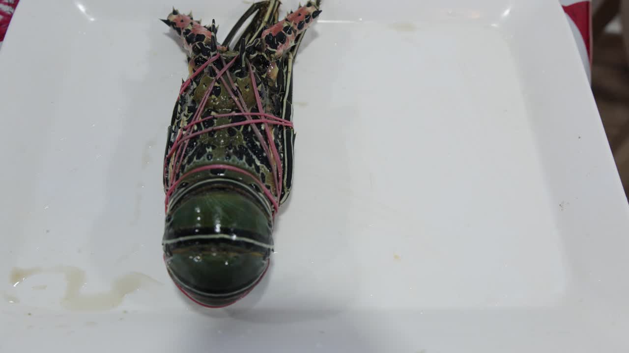 raw seafood lobster prepared for cooking display