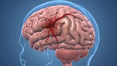 illustration of a human brain highlighting circulatory pathways, depicting intricate neural structures with visual cues of blood vessels and grey matter dynamics