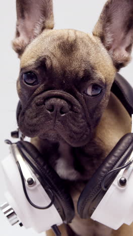 Cachorro-De-Bulldog-Francés-Con-Auriculares-Sobre-Un-Fondo-Blanco-En-Vertical