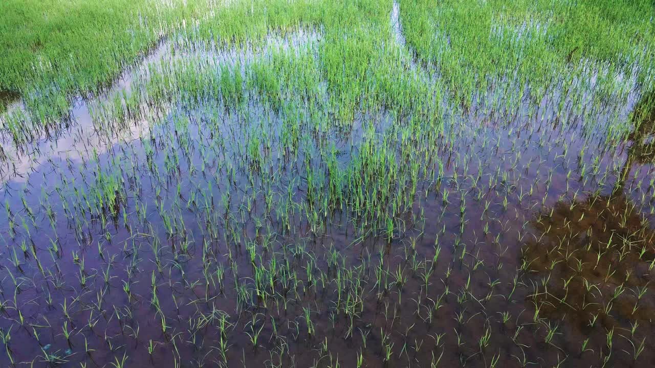 reflejo del cielo y las palmas en el agua del campo de arroz joven