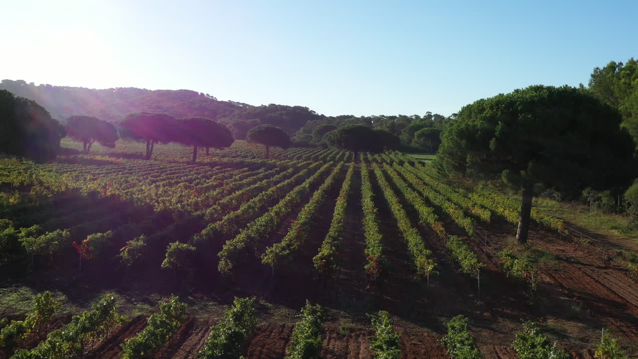vineyards in France Porquerolles pine trees early morning aerial shot