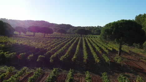 Viñedos-En-Francia-Pinos-Porquerolles-Toma-Aérea-Temprano-En-La-Mañana