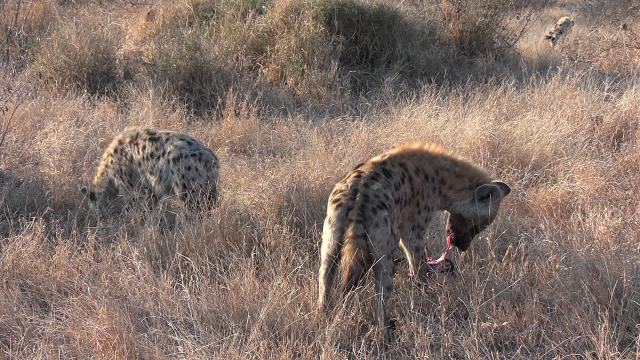 Close view of two hyenas feeding on remains of carcass on dry grass