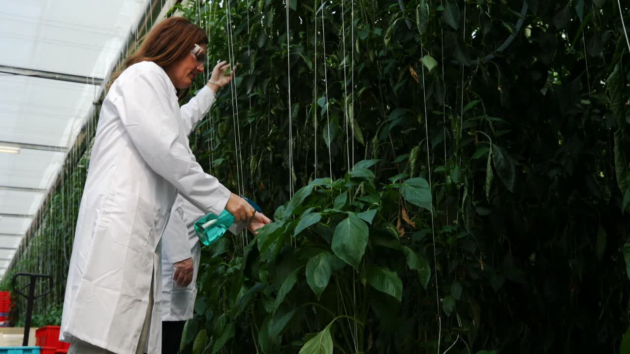 científico regando la planta en el invernadero 4k