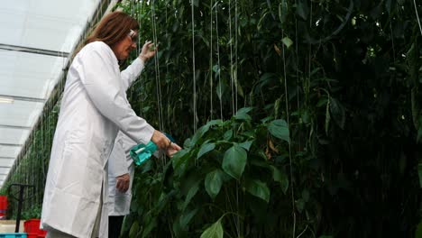 científico regando la planta en el invernadero 4k