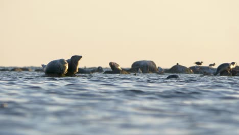 Grey-seal-colony-during-sunset