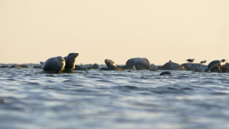 colonia de focas grises durante la puesta de sol
