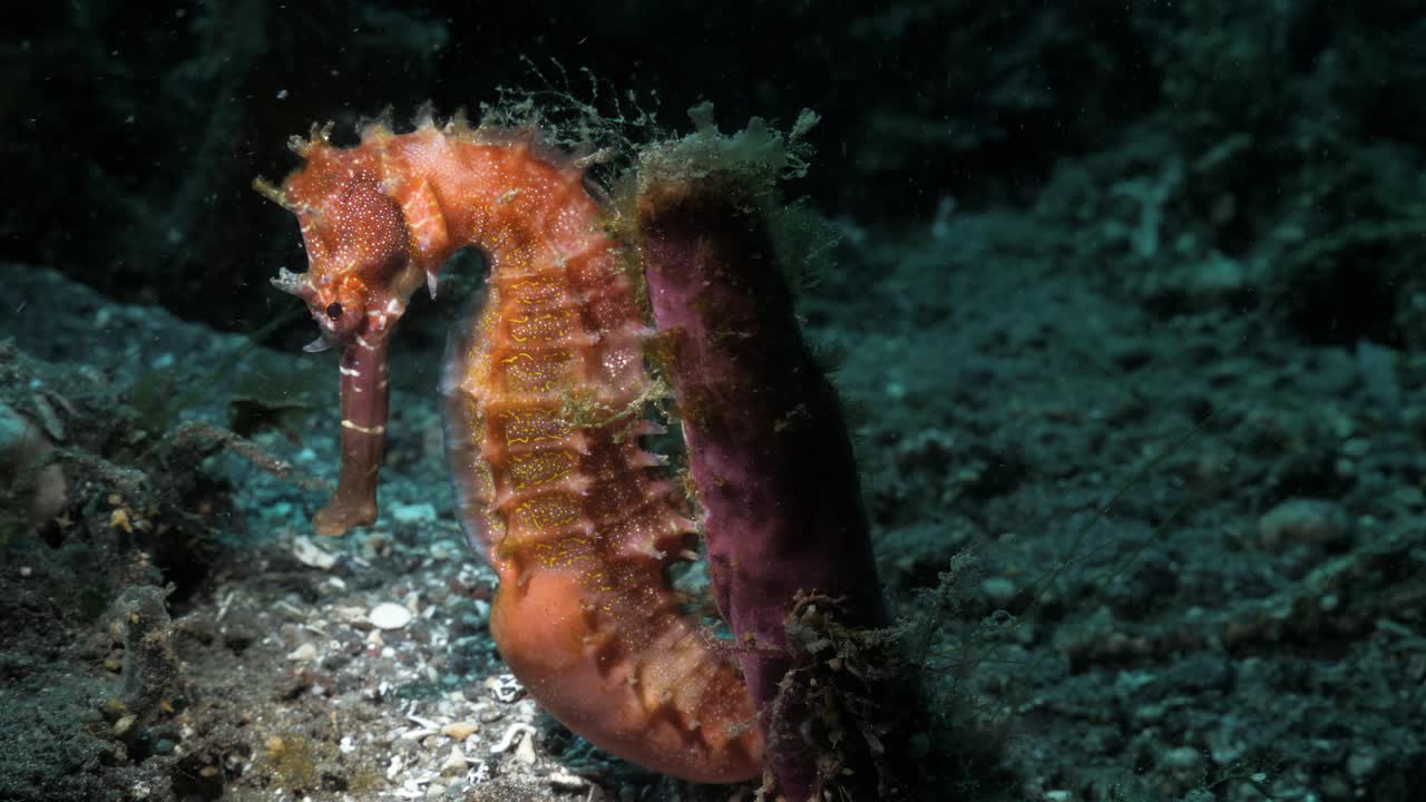 스쿠버 다이버가 해수면 아래에 있는 연산호 해양 식물에 부착된 수중 조명으로 빛나는 멋진 해마
