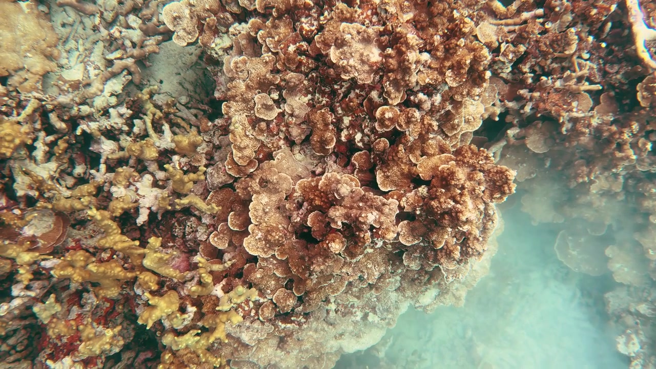 La telecamera si muove su diverse formazioni coralline sul fondale oceanico tropicale a Palau.