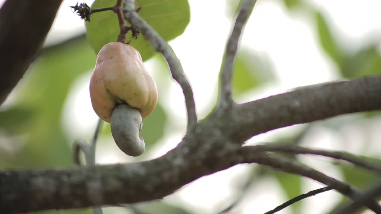 una fruta de nuez de caju colgando en el árbol
