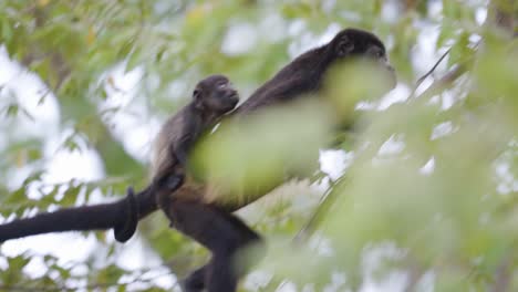 a mom howler monkey and her baby in a tree top.