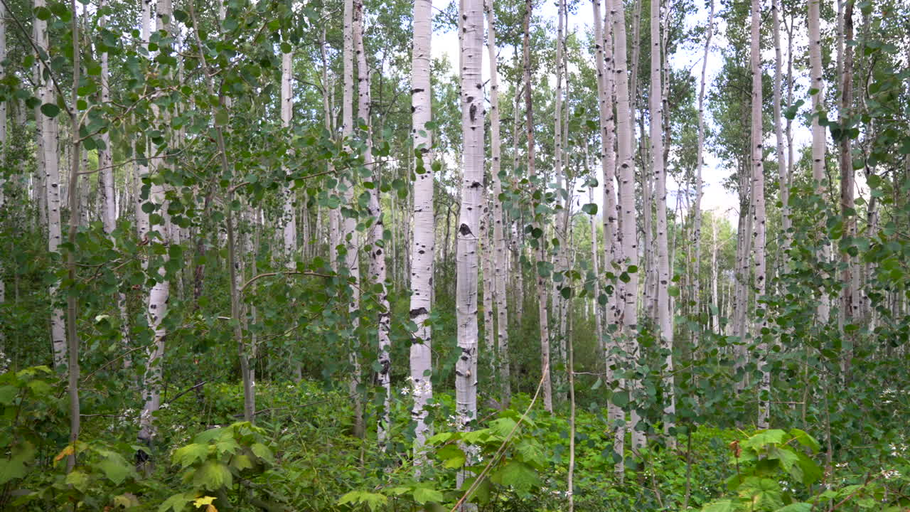 Boschetto di pioppi tremuli, foresta fitta, lussureggiante e matura, pioppi tremuli con corteccia bianca, Minturn, Vail, Telluride, Crested Butte, Aspen Snowmass, Colorado, mattina, estate, primavera, Mount Holy Cross Wilderness, movimento a destra