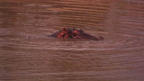 Ein-Nilpferd-Kommt-In-Und-Aus-Dem-Wasser