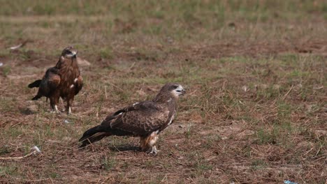 Cometa-De-Orejas-Negras-Milvus-Lineatus-Dos-Individuos-Tomando-El-Sol-En-Un-Pastizal-En-Pak-Pli,-Nakhon-Nayok,-Tailandia