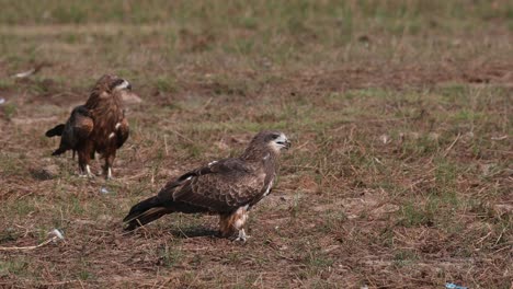 black-eared kite milvus lineatus two individuals basking under the sun on a grassland in pak pli, nakhon nayok, thailand