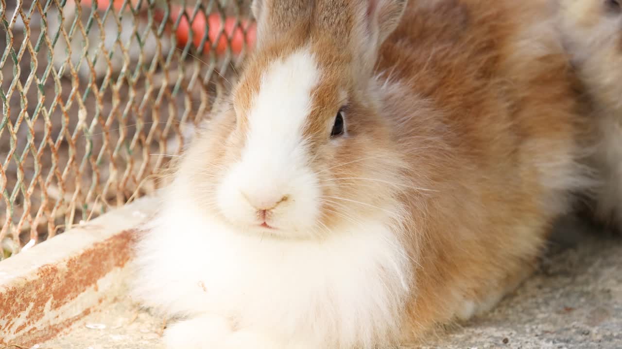 부드러운 갈색과 색의 토끼가 조용히 누워 있습니다.