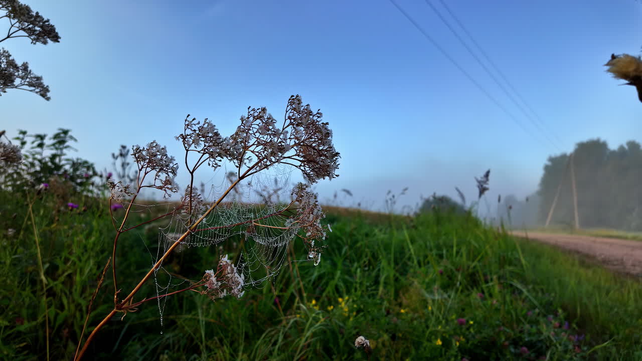 저녁에 식물에 은 거미줄