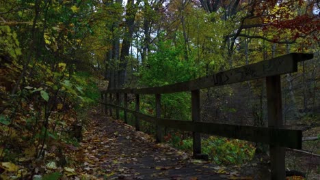 Slow-tilt-up-from-forest-footbridge-to-reveal-tree-canopy