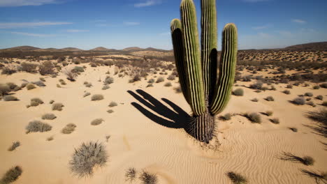 giant cactus in a sunny desert landscape