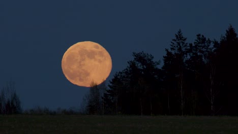 Super-Luna-Se-Eleva-Por-Encima-De-Los-árboles-Distantes-Vista-De-Cerca-Distorsión-Atmosférica