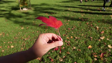 red maple leaf in a park