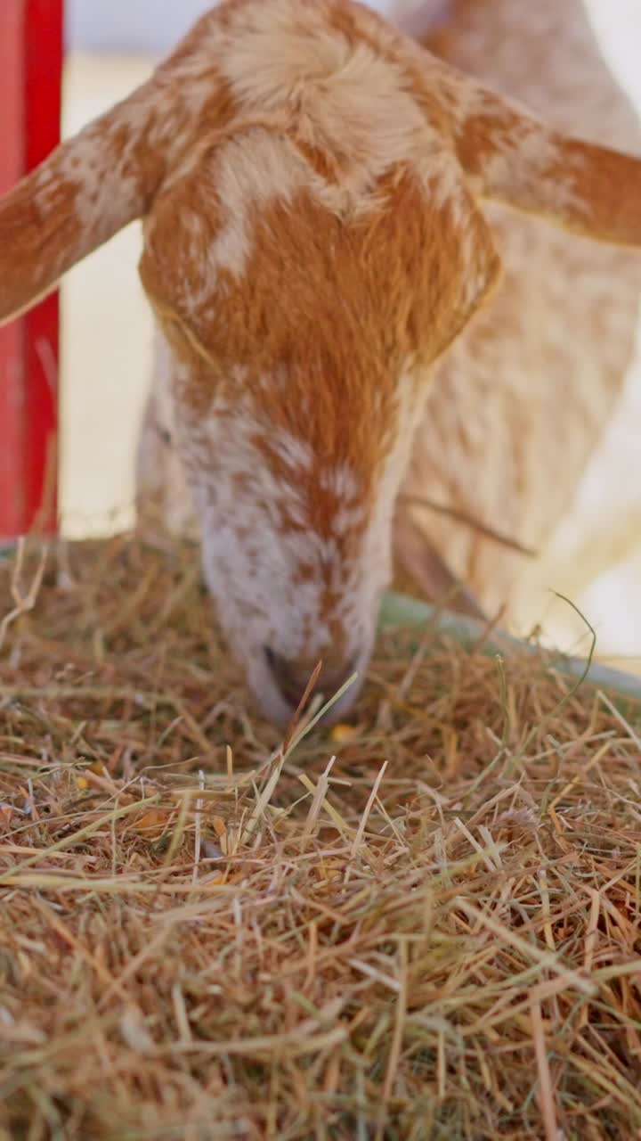 Gefleckte Ziege frisst Heu in einer Nahaufnahme auf einem Bauernhof