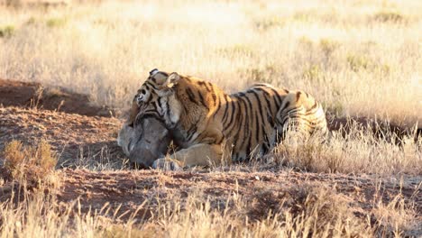 Warzenschwein-Kämpft-Leicht,-Als-Der-Goldene-Bengaltiger-In-Den-Hals-Beißt