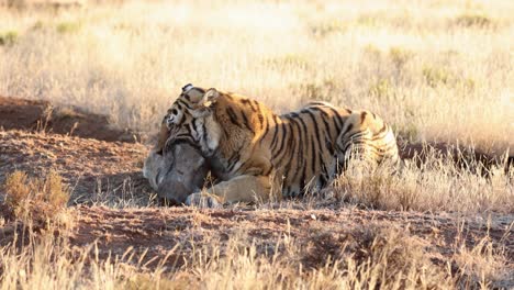 warthog struggles slightly as golden bengal tiger bites down on neck
