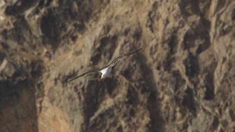 la gaviota de belcher con una pierna viene volando en busca de un lugar para aterrizar con el telón de fondo de colinas rocosas mientras se desliza y agita sus alas en el aire