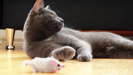 The-Russian-blue-cat-looks-at-the-medium-beautifully