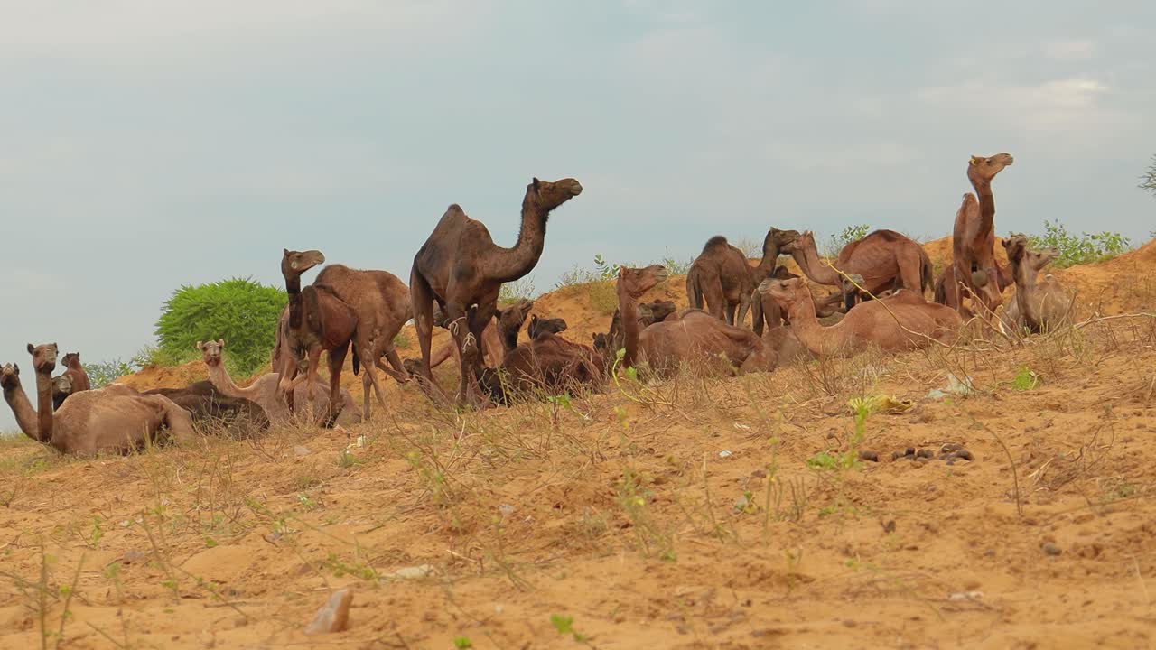 camellos en la feria de pushkar, también llamada feria de camellos de pushkar o localmente como kartik mela es una feria anual de varios días de ganado y cultural que se celebra en la ciudad de pushkar, rajasthan, india.