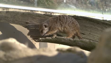 meerkat scratching on a tree in a zoo in super slow motion