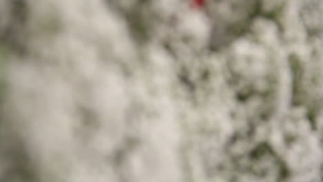 foco de flores blancas
