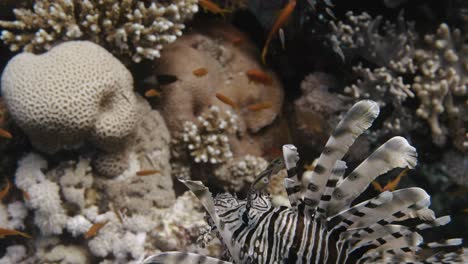 Nahaufnahme-Eines-Feuerfisches,-Der-In-Der-Nähe-Eines-Farbenfrohen-Korallenriffs-Schwimmt,-In-4K