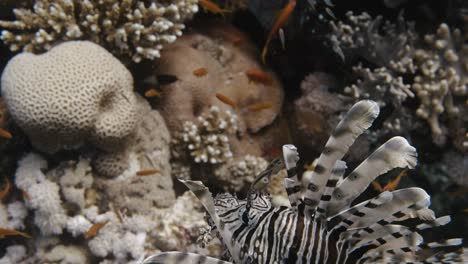 close up shot of a lionfish swimming close to a colorful coral reef in 4k