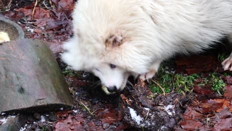 albino raccoon dog eats a chick