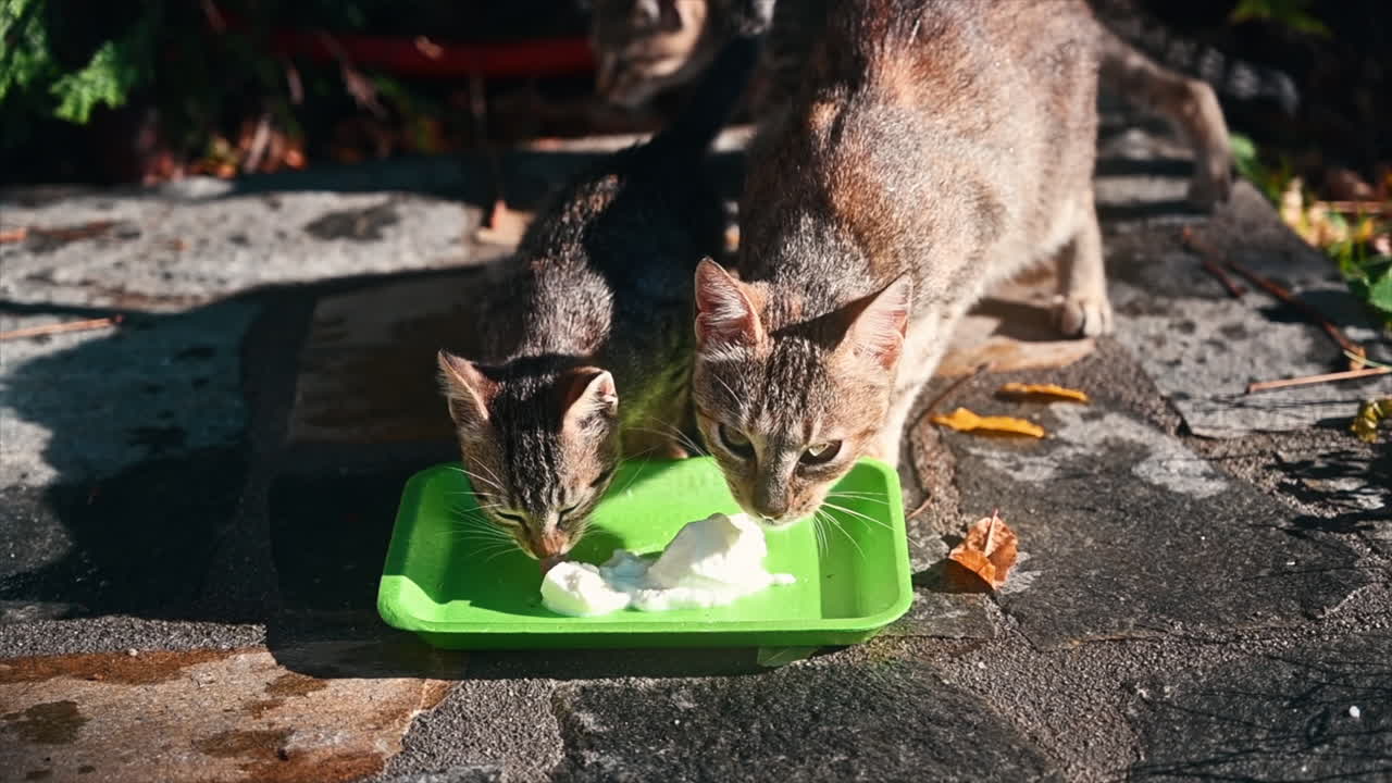 Few cats eating outside, mom and kitties